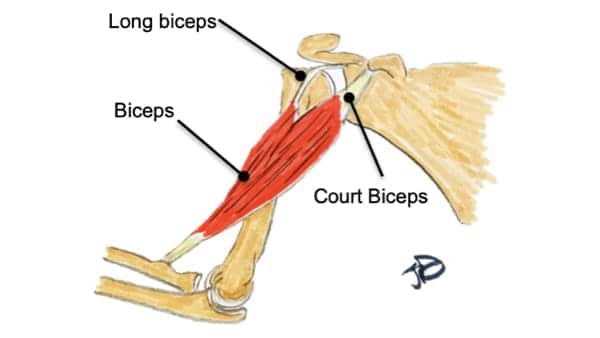 rupture du biceps au coude douleur biceps coude anatomie biceps brachial coude epaule chirurgien orthopedique paris chirurgien epaule chirurgien coude